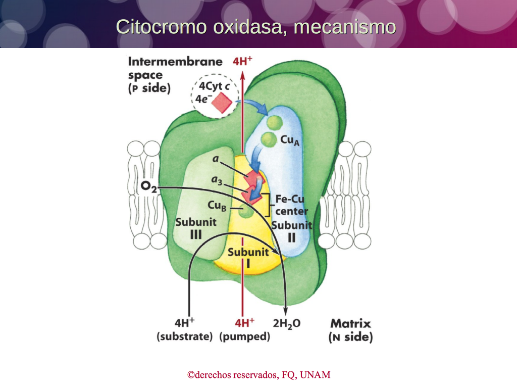 Citocromo Oxidasa Mecanismo