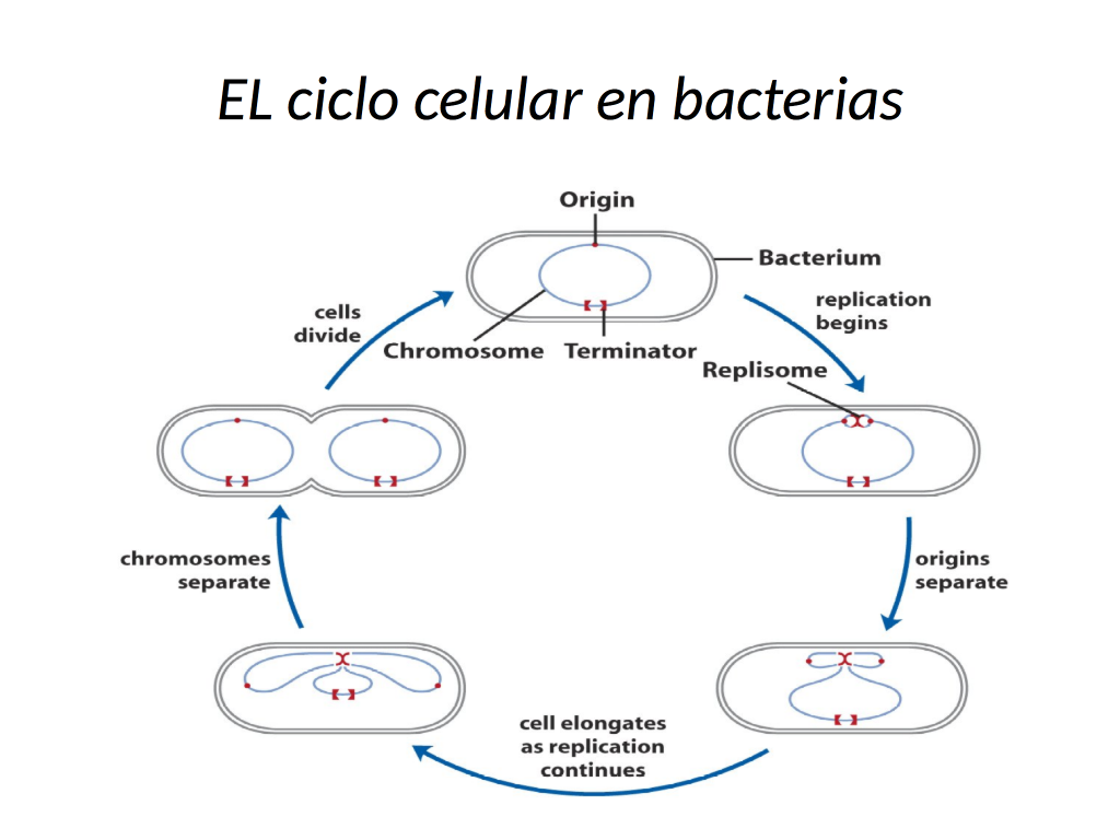 Ciclo Celular En Bacterias