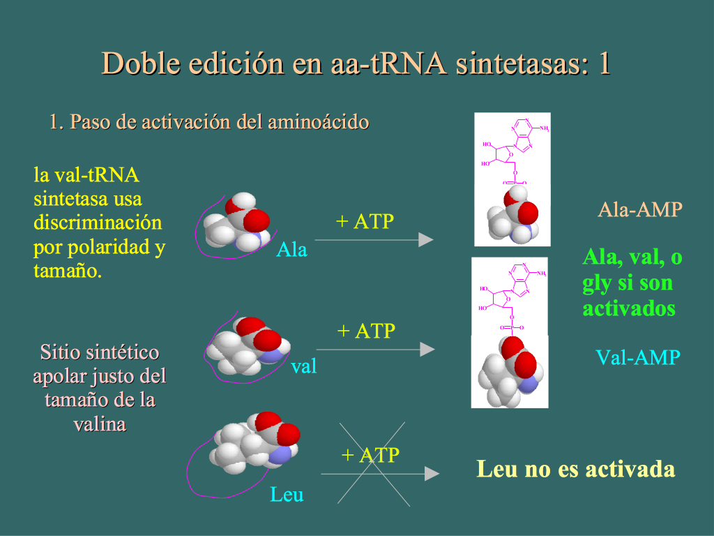 Activación de AAs