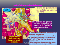 Anatomía de una enzima