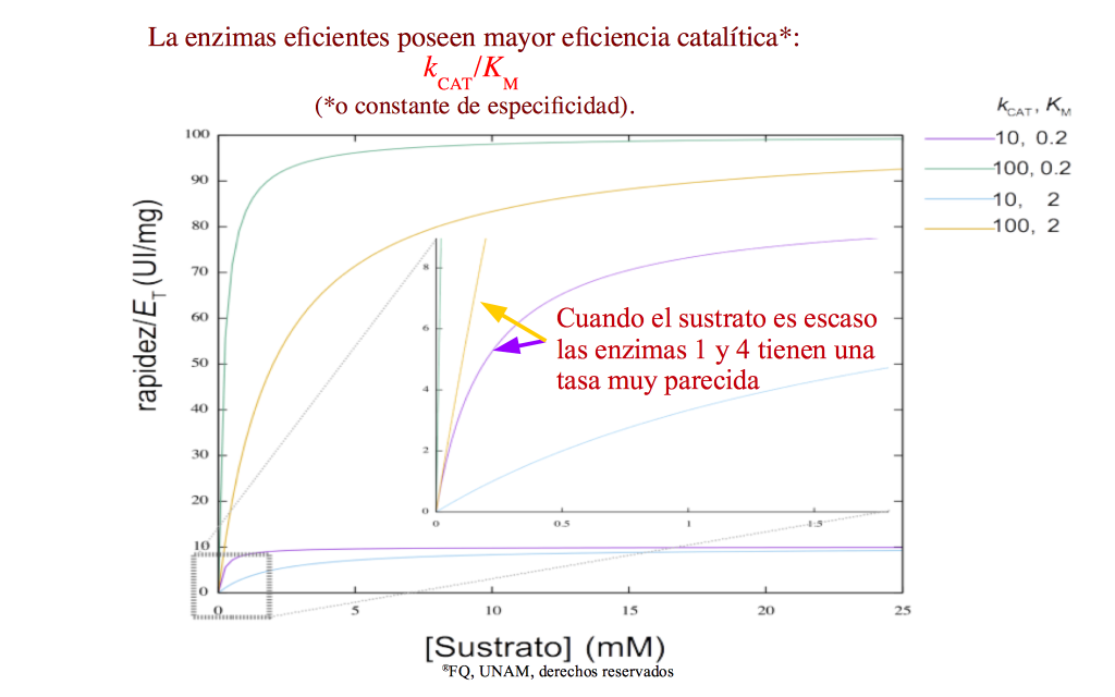 La Eficiencia Catal Tica Significado