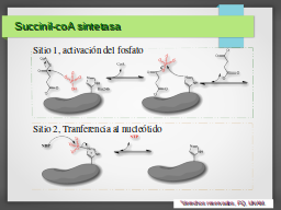 Succinil-CoA sintetasa, mecanismo