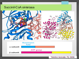 Succinil-CoA sintetasa, estructura