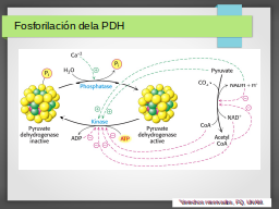 Fosforilación de PDH