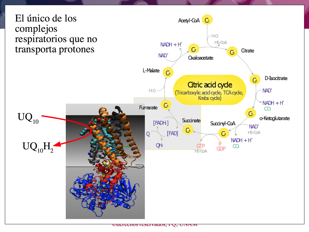 Cii Y Ciclo De Krebs