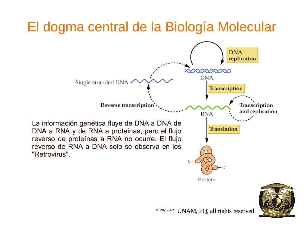 El Dogma Central De La Biolog a Molecular